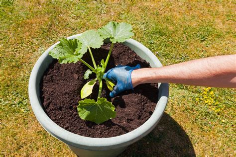 Grow Zucchini In Containers 15 Tips For Huge Harvests