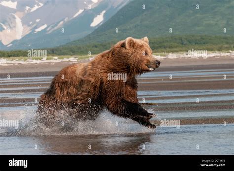 A Grizzly Bear Ursus Arctos Horribilis Running Through The Water