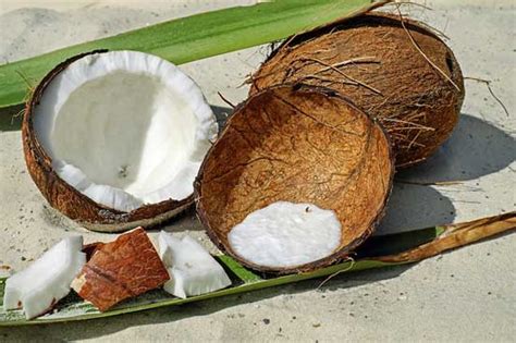 Coconut Facts An Information Sheet For Kids Cooking Activities