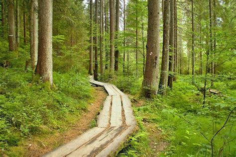 Typical Walk In The Forest Open Air Museum In Vydrovo Stock Photo