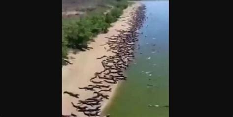 Ngeri Ribuan Buaya Ini Asyik Berjemur Di Pantai