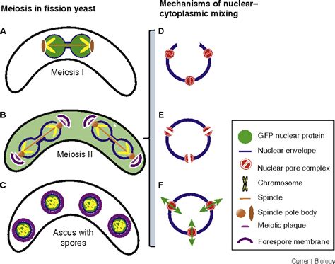 Figure From Nuclear Membrane Nuclear Envelope Porosity In Fission