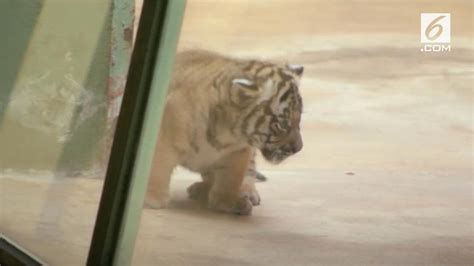 Video Lucunya Dua Anak Harimau Malaya Yang Lahir Di Praha Global