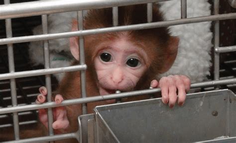 Nih Ending Baby Monkey Experiments Peta