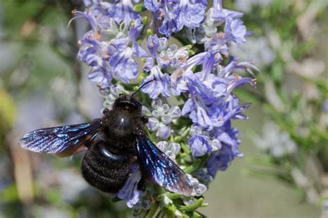 Abeille Charpenti Re Dsc Dxo Jean Morillon Flickr