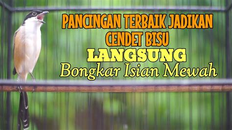 MASTERAN CENDET GACOR PALING DI CARI BUAT PANCINGAN CENDET BAHAN AGAR