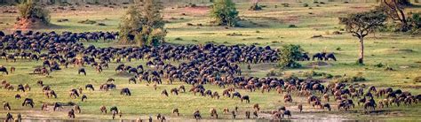 Wildebeest Migration Safaris 2024 Masai Mara Serengeti Migration Wildlife