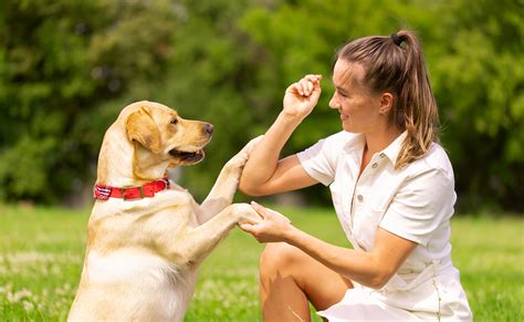 Communiquer Avec Son Chien Trucs Et Astuces Pour Y Arriver