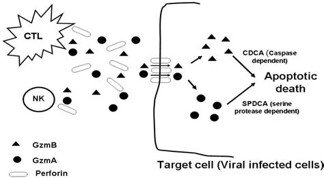 Hepatitis B Virus Pathogenesis