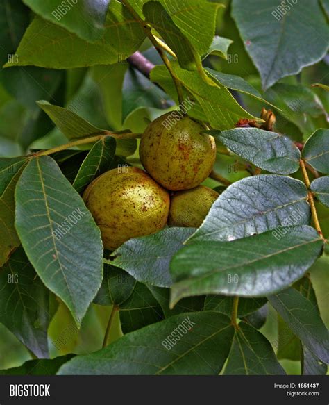 Hickory Nuts Image & Photo | Bigstock