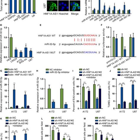 HNF1AAS1 Directly Binds To MiR325p And MiR325p Inhibition Could