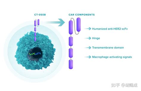 攻克实体瘤再添一员CAR M细胞疗法显示实体瘤治疗新希望 知乎