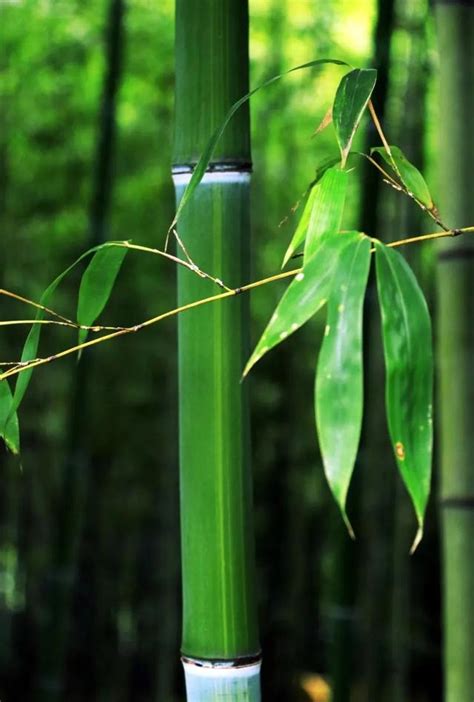 驚艷！「國色」里的西安 每日頭條