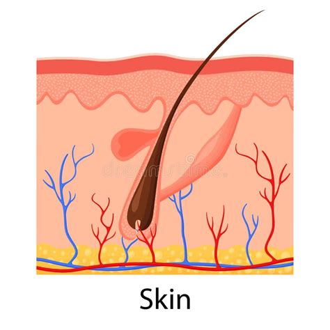 Piel Humana Epidermis Estratificada Con Sudor Folicular Del Pelo Y