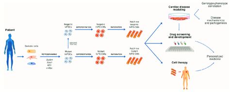 Schematic Overview Of Patient Derived Human Induced Pluripotent Stem