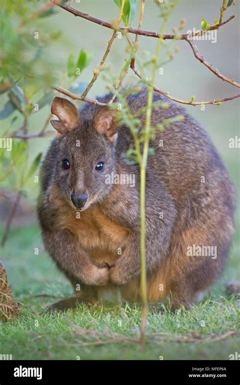 Rufous bellied pademelon 0009 fotografías e imágenes de alta resolución