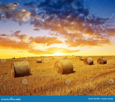 Field After Harvest Big Round Bales Of Straw Stack The Golden Straw