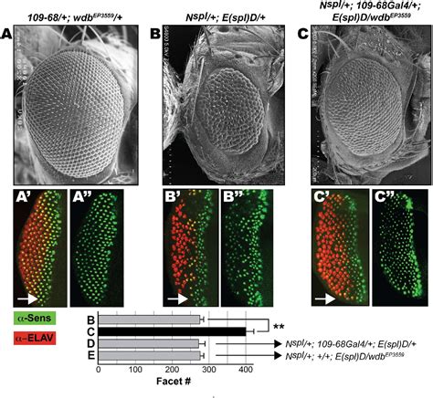 Figure 1 From The Ser Thr Phosphatase PP2A Regulatory Subunit