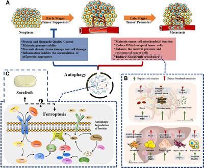 Frontiers A Comprehensive Review Of The Relationship Between