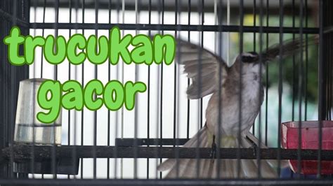 Trucukan Gacor ROPEL PANJANG Untuk Masteran Burung Trucuk YouTube