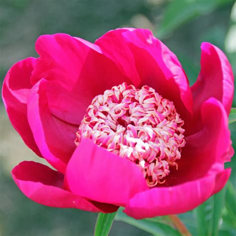 Nippon Beauty American Peony Society