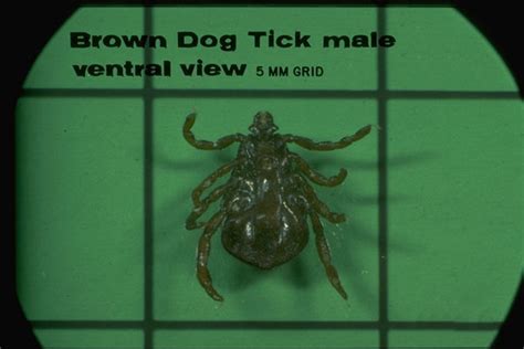 Brown Dog Tick