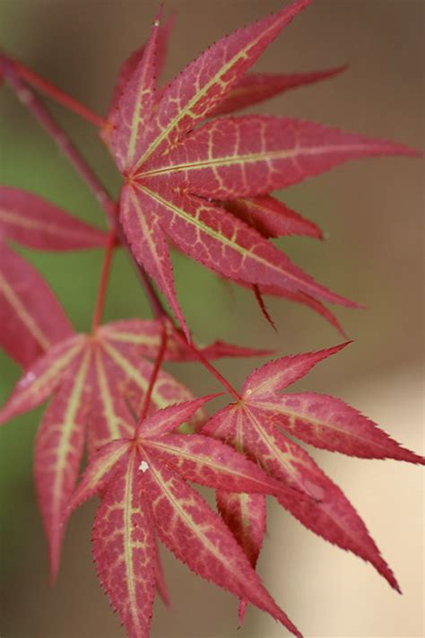 Buy Yezo Nishiki Japanese Maple Tree FREE SHIPPING Wilson Bros