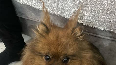 Pomeranian Dog And Robot Vacuum Cleaner Youtube