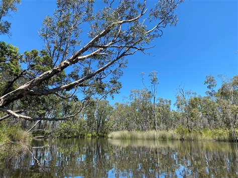 Self Guided Noosa Everglades Kayak Tour Noosa Sunshine Coast