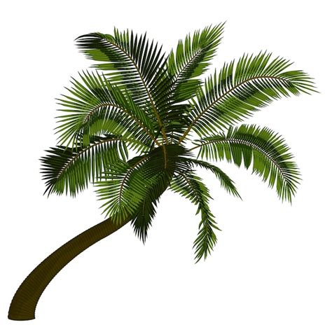 Premium Vector Bent Coconut Palm Tree Vector Illustration Of Leaning