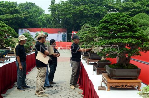 Kontes Bonsai Patriot Tingkat Nasional Di Bekasi Antara Foto