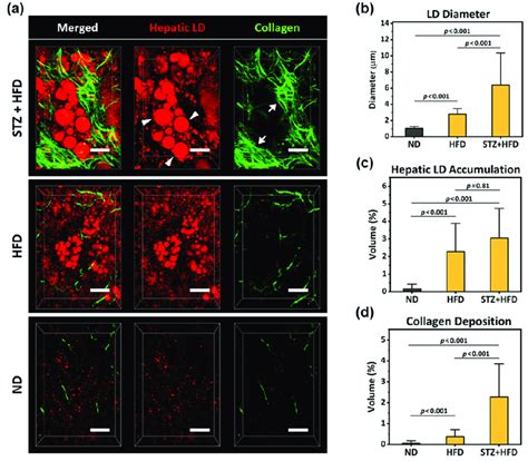 Subcellular Level Intravital Two Photon Imaging And Quantification Of