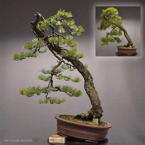 Pin De Skar X En Bonsai Bonsai Japones Bonsais Bonsai