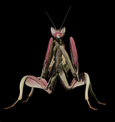 Orchid Mantis 3d Model By Gespenst