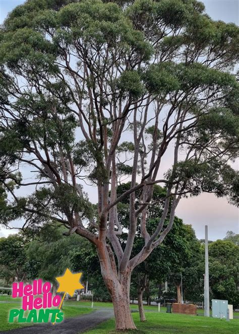 Corymbia Lemon Scented Gum Hello Hello Plants