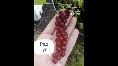 Новый сорт красной смородины Ред Пулл - YouTube