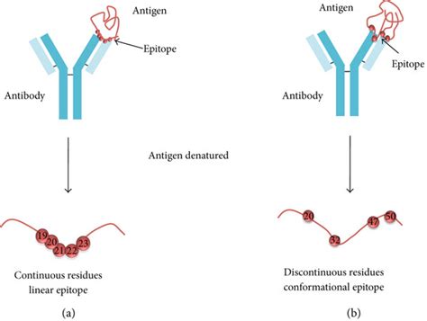 Fundamentals And Methods For T‐ And B‐cell Epitope Prediction Sanchez