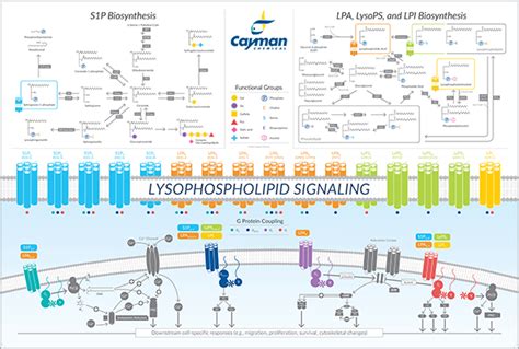 Lysophospholipid Signaling