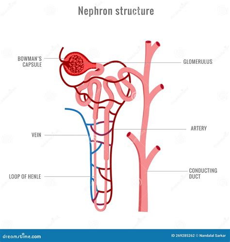 Structure Of Nephron In Kidney Vector Illustration In White Background | CartoonDealer.com ...