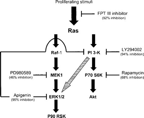 Model For MAP Kinase ERK And PI 3 K P70 S6K Signaling Pathways Involved