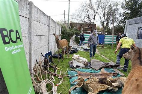 Argentina Decomisaron Productos De Fauna Silvestre Durante