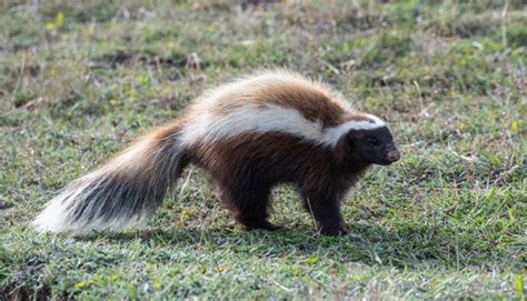 Skunk Defense Habitat Odor Britannica