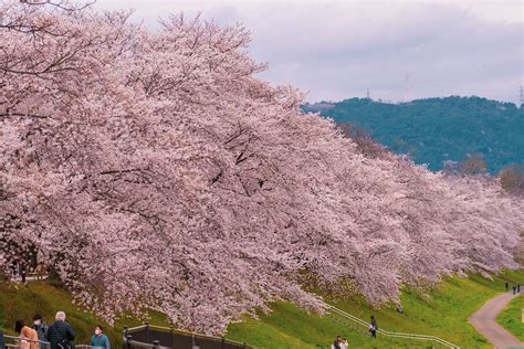 Nara Sakura Season Limited Nara Park Uji Sakura Day Tour From Osaka