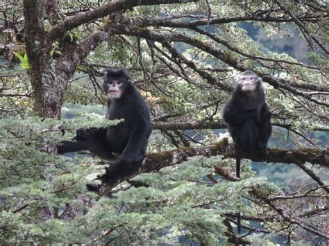 Myanmar Snub Nosed Monkey New England Primate Conservancy