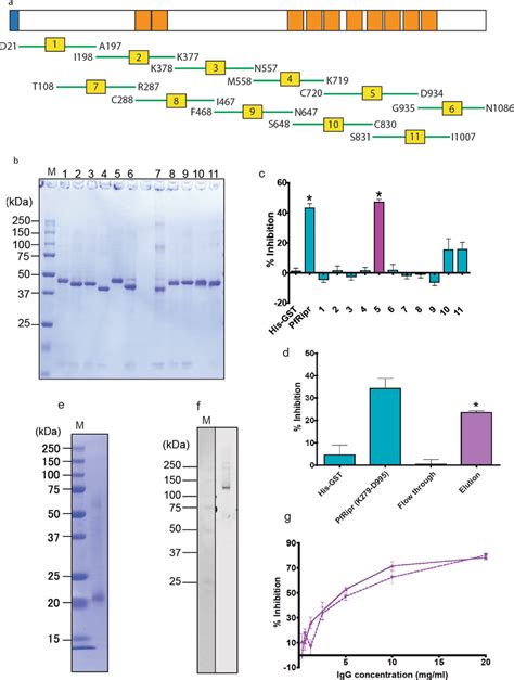 Assessment Of Truncated Recombinant Pfripr For Gia A Design Of Download Scientific Diagram