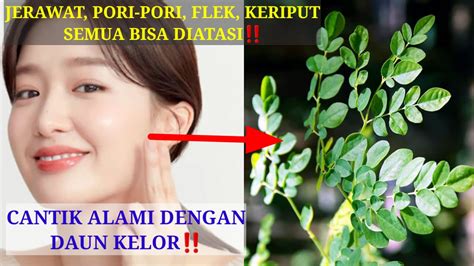 Ternyata Ini Cara Membuat Masker Daun Kelor Untuk Flek Hitam Hanya