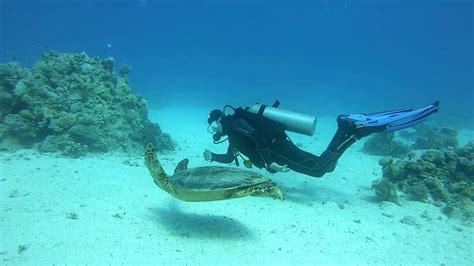 Tauchen 2019 Makadi Bay Hurghada Schildkröte Fisch Moräne cleopatra