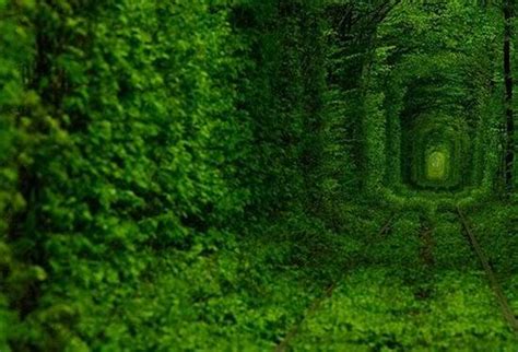 Incredible Tree Tunnels Around The World