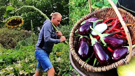 Gem Se Ernten Garten Im September K Rbis Und S Kartoffeln Im