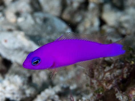 Magenta Dottyback Pictichromis Porphyrea Fishing For Beginners